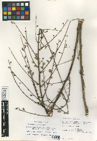 Stephanomeria elata image