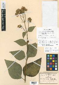 Trigonospermum floribundum image