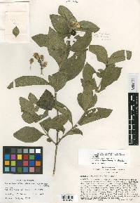 Lasianthaea helianthoides image