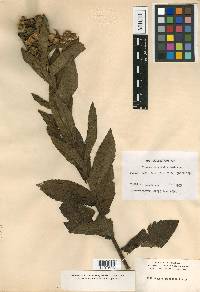 Pluchea longifolia image