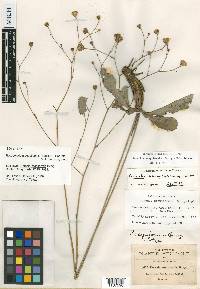 Acourtia scapiformis image