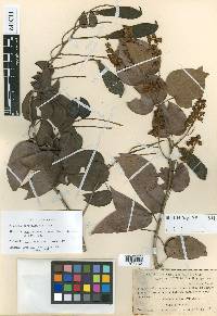 Bauhinia sericella image
