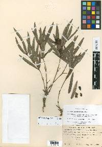 Eriosema pinetorum image