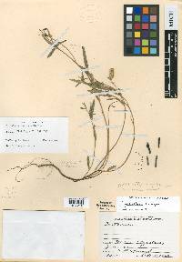 Crotalaria quercetorum image