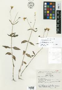 Tridax erecta image