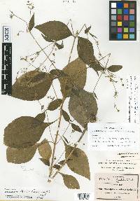 Trigonospermum annuum image