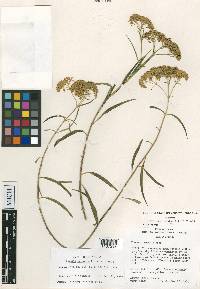 Flaveria cronquistii image
