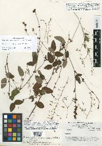 Desmodium urarioides image