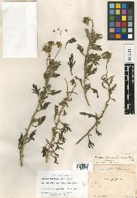 Encelia laciniata image