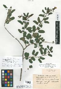 Bauhinia hagenbeckii image