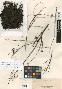 Caesalpinia parviflora image