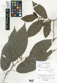 Acalypha salicioides image