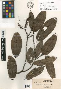 Bauhinia elmeri image
