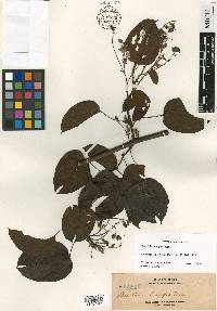 Bauhinia bassacensis image