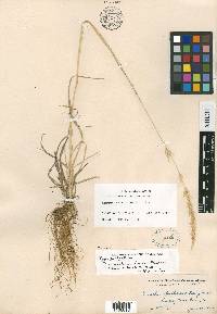 Trisetum projectum image