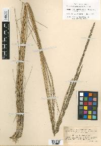 Eragrostis leptophylla image