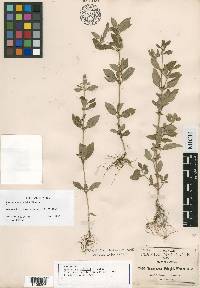 Spermacoce ovalifolia image