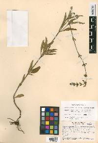 Salvia jaimehintoniana image