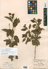 Lantana glandulosissima image