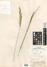 Calamagrostis stricta image