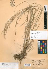 Calamagrostis pringlei image