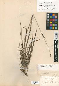 Paspalum setaceum var. rigidifolium image