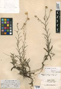 Chrysopsis flexuosa image