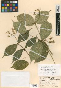 Rudgea skutchii image