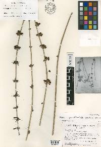Russelia grandidentata image