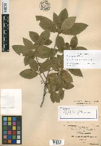 Chomelia pringlei image