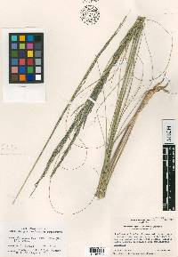 Muhlenbergia reederorum image