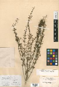 Scoparia dulcis image