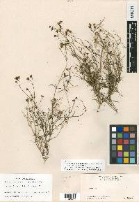 Coreocarpus sanpedroensis image