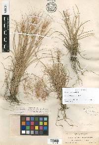 Elymus elymoides subsp. hordeoides image