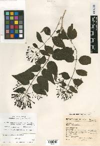 Bouvardia standleyana image
