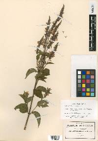 Salvia lilacina image