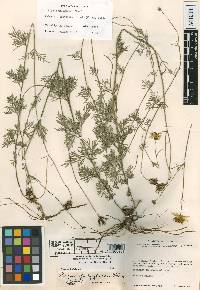 Bidens acrifolia image