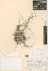 Houstonia umbratilis image
