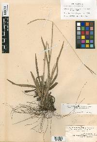 Paspalum setaceum var. villosissimum image