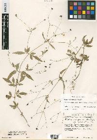 Bidens subspiralis image