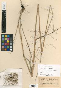 Festuca hawaiiensis image