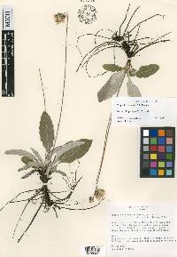 Chaptalia madrensis image