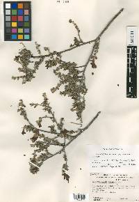 Leucophyllum laevigatum var. griseum image