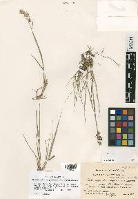 Calamagrostis purpurascens var. maltei image
