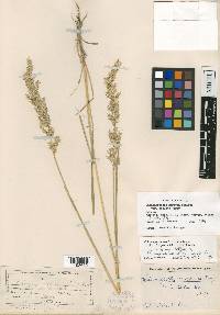 Calamagrostis stricta image