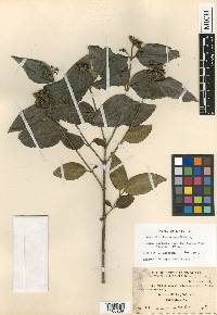 Rondeletia belizensis image