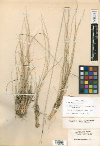 Stipa avenacioides image