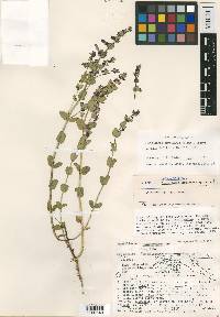 Scutellaria atrocyanea image