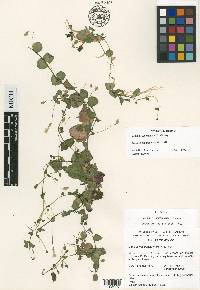 Erythranthe madrensis image