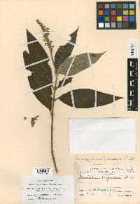 Gonzalagunia chiapasensis image